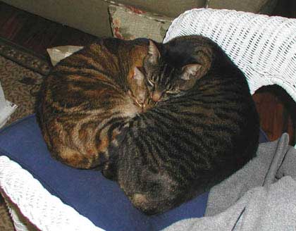 snuggle4-11-03